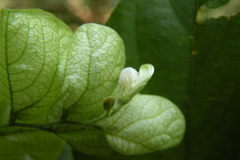 Flemingia strobilifera